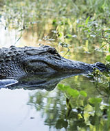 Parc national des Everglades